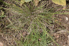 Nassella leucotricha