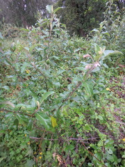 Solanum aculeastrum