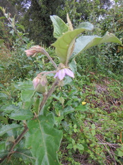 Solanum aculeastrum