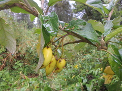 Solanum aculeastrum