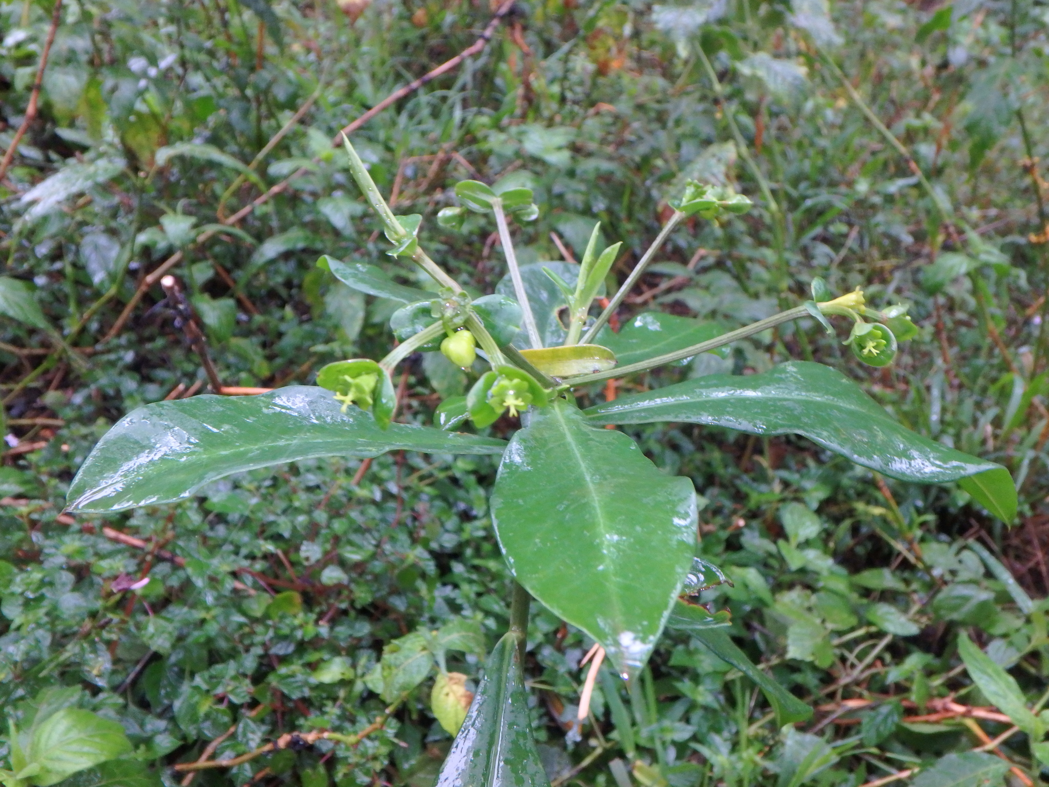 Euphorbia engleri