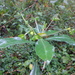 Euphorbia engleri - Photo (c) Pádraic Flood, μερικά δικαιώματα διατηρούνται (CC BY-NC-SA), uploaded by Pádraic Flood