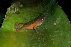 Frostius pernambucensis