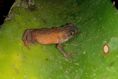 Frostius pernambucensis