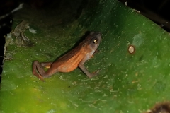 Frostius pernambucensis