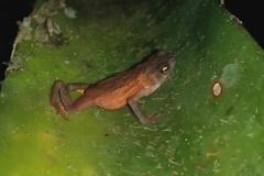 Frostius pernambucensis