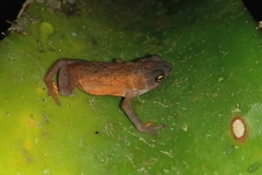 Frostius pernambucensis