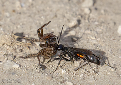 Trochosa sepulchralis