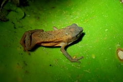 Frostius pernambucensis