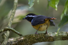 Cossypha cyanocampter bartteloti
