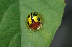 Chiridopsis bowringii