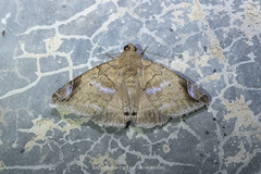 Bastilla circumsignata