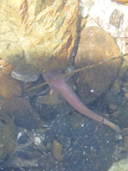Typhlogobius californiensis