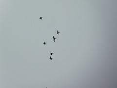 Brotogeris pyrrhoptera