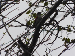 Dryobates callonotus