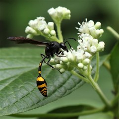 Phimenes flavopictus blanchardi