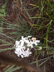 Glandularia platensis