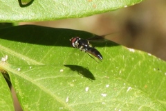 Ocyptamus dimidiatus