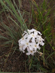 Glandularia platensis