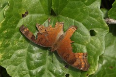 Junonia hedonia