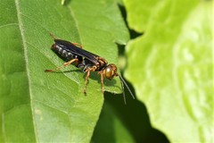 Liris aurulentus
