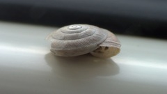 Caracollina lenticula