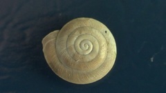 Caracollina lenticula