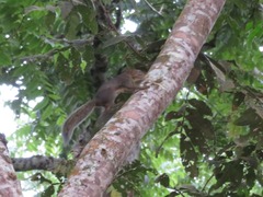 Sciurus ignitus