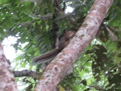 Sciurus ignitus