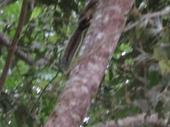 Sciurus ignitus