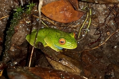 Aplastodiscus sibilatus