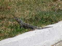 Ctenosaura pectinata