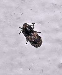 Eugonus