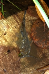 Callichthyidae