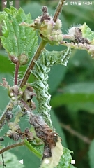 Abrostola tripartita