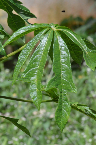 Cacaui