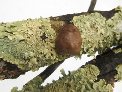 Reticularia splendens