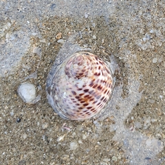 Paratectonatica tigrina