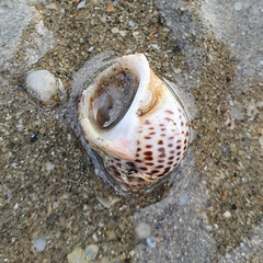 Paratectonatica tigrina