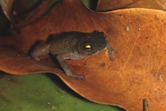 Frostius pernambucensis