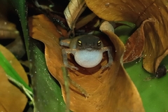 Frostius pernambucensis