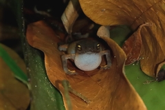 Frostius pernambucensis