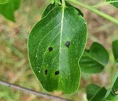 Pseudocercospora kaki