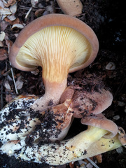 Austropaxillus nothofagi
