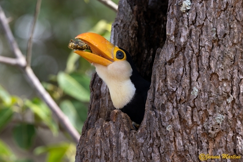 Toco Toucan
