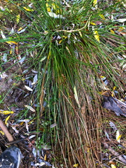 Juncus decipiens