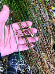 Juncus decipiens