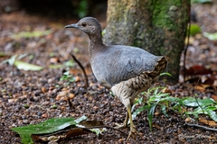 Crypturellus undulatus