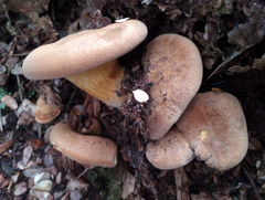 Austropaxillus nothofagi