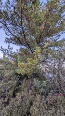 Pinus armandi mastersiana